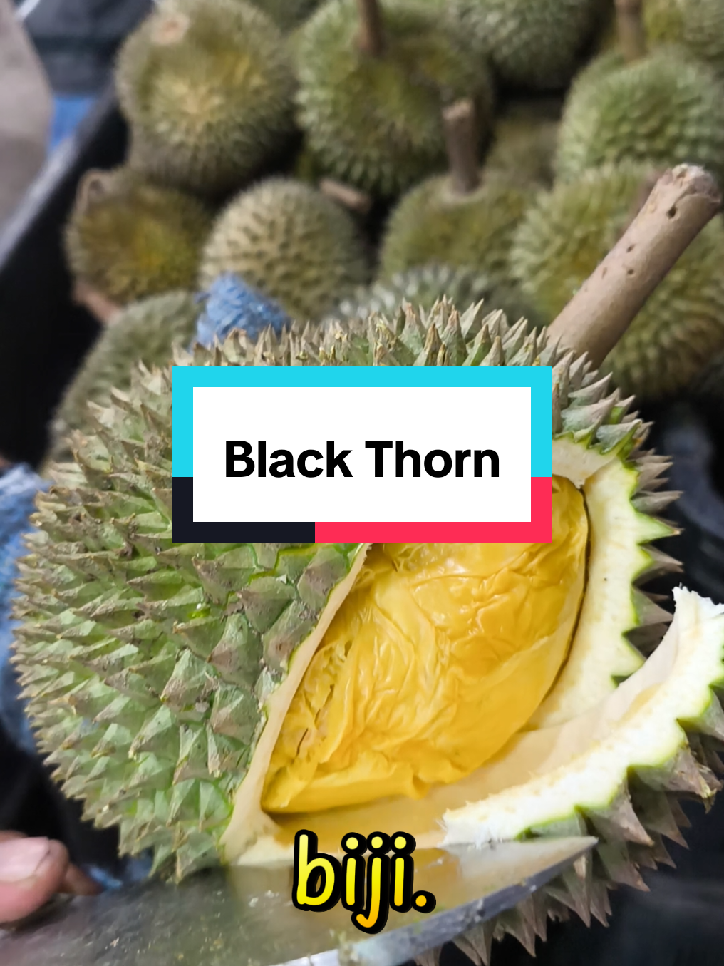 Sementara tengah musim...#durian #trending #fypシ 