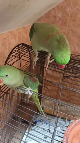 mithu and mithi 😍🥰 #parrottalking #usa🇺🇸 #Mithujan🥰 #pakistan #foryoupage @kiwi_beta1 