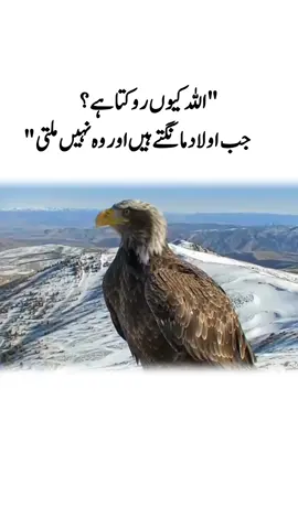 The Calm Before the Storm | Eagle Power#eagle #eagles #foryoupagе #viral 