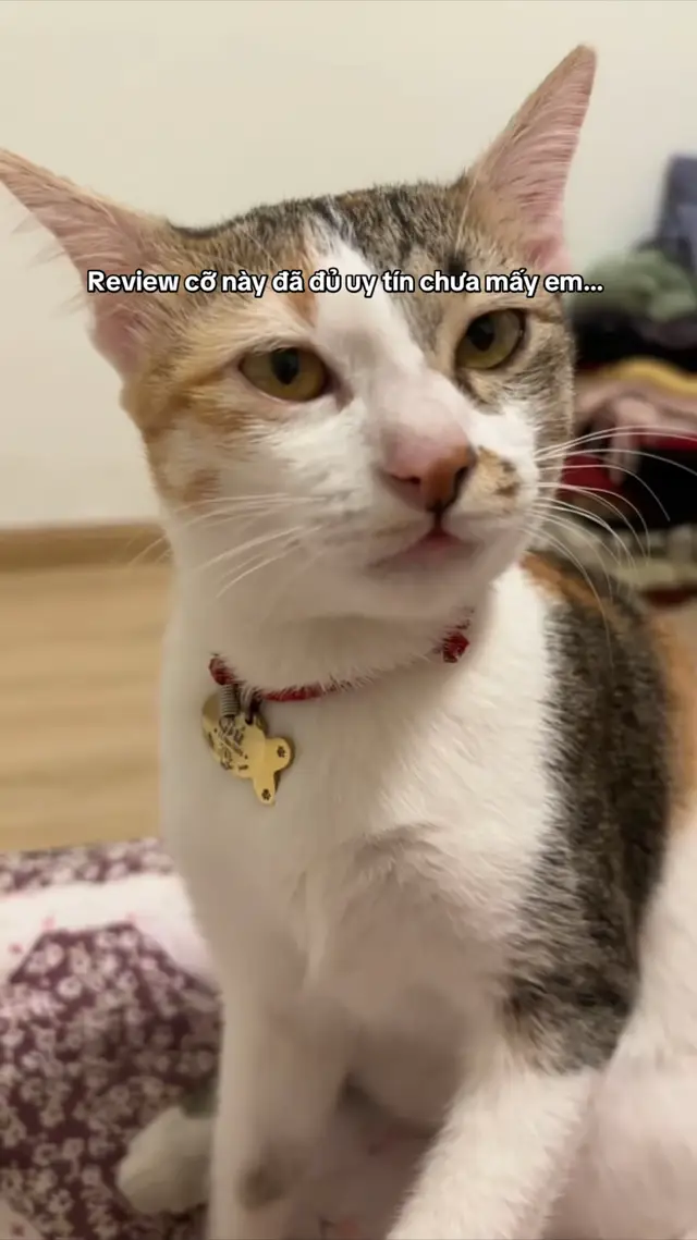 Gương mặt vàng trong làng khô mực  #pet #cat #animal #funny #meobamau 