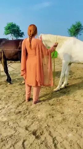 This Girl Try To Breeding Horses First Time #whitehorse #brownhorse #horses #breeding #tiktokgrowthchallenge 