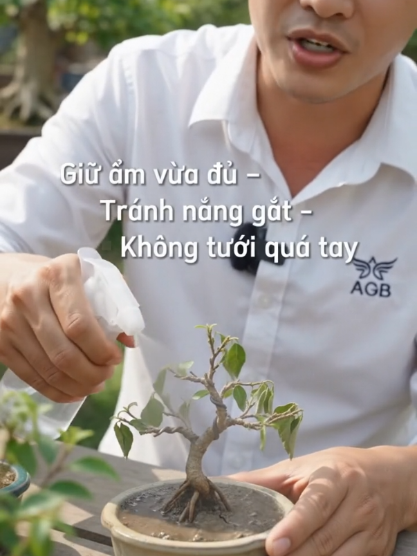Hướng dẫn chăm bonsai siêu mini đúng cách 