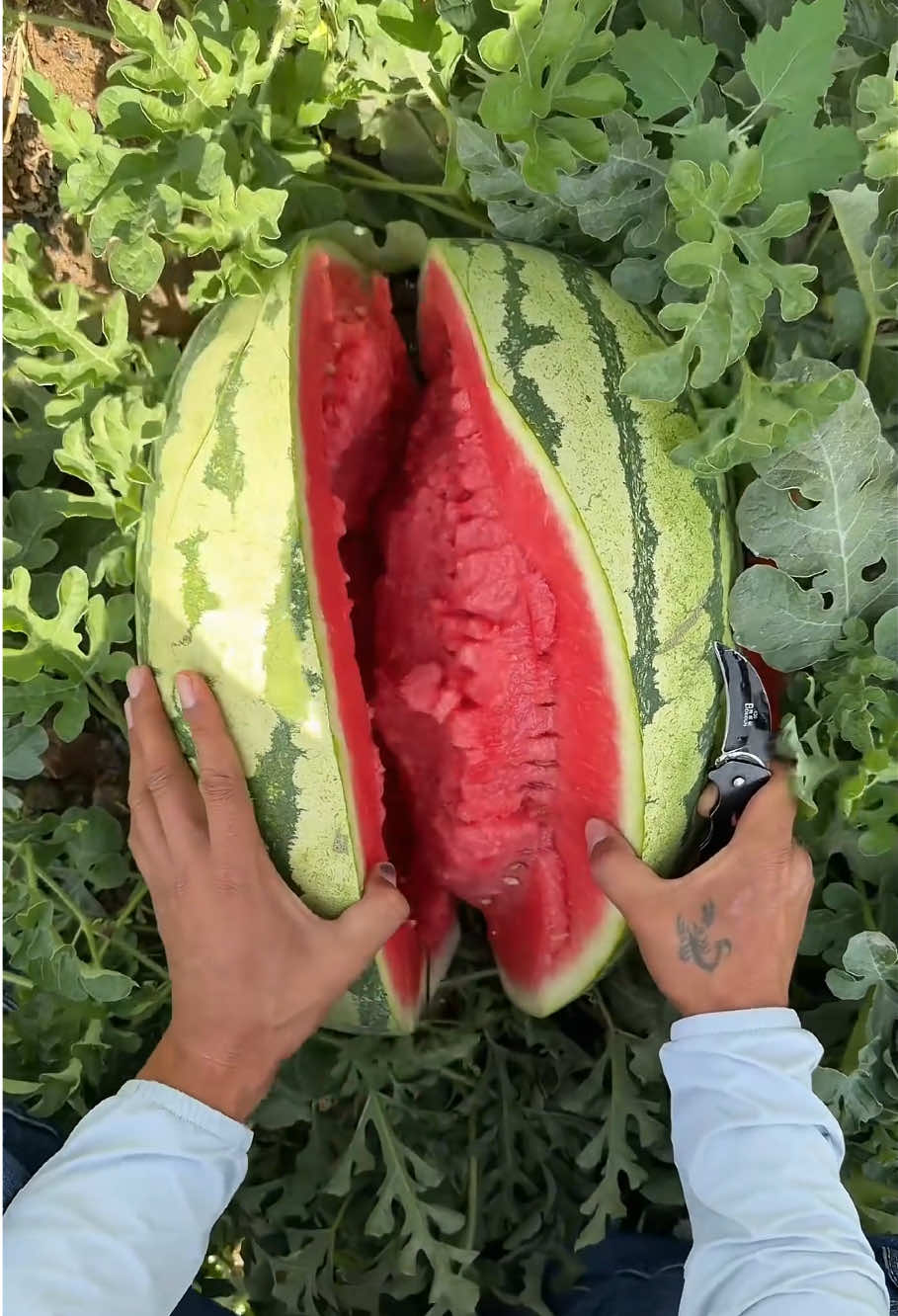 #fruit #cut #asmr #fruits #satisfying 