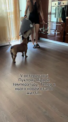#🐶 #французькийбульдог #dogmom #собачник #блог 