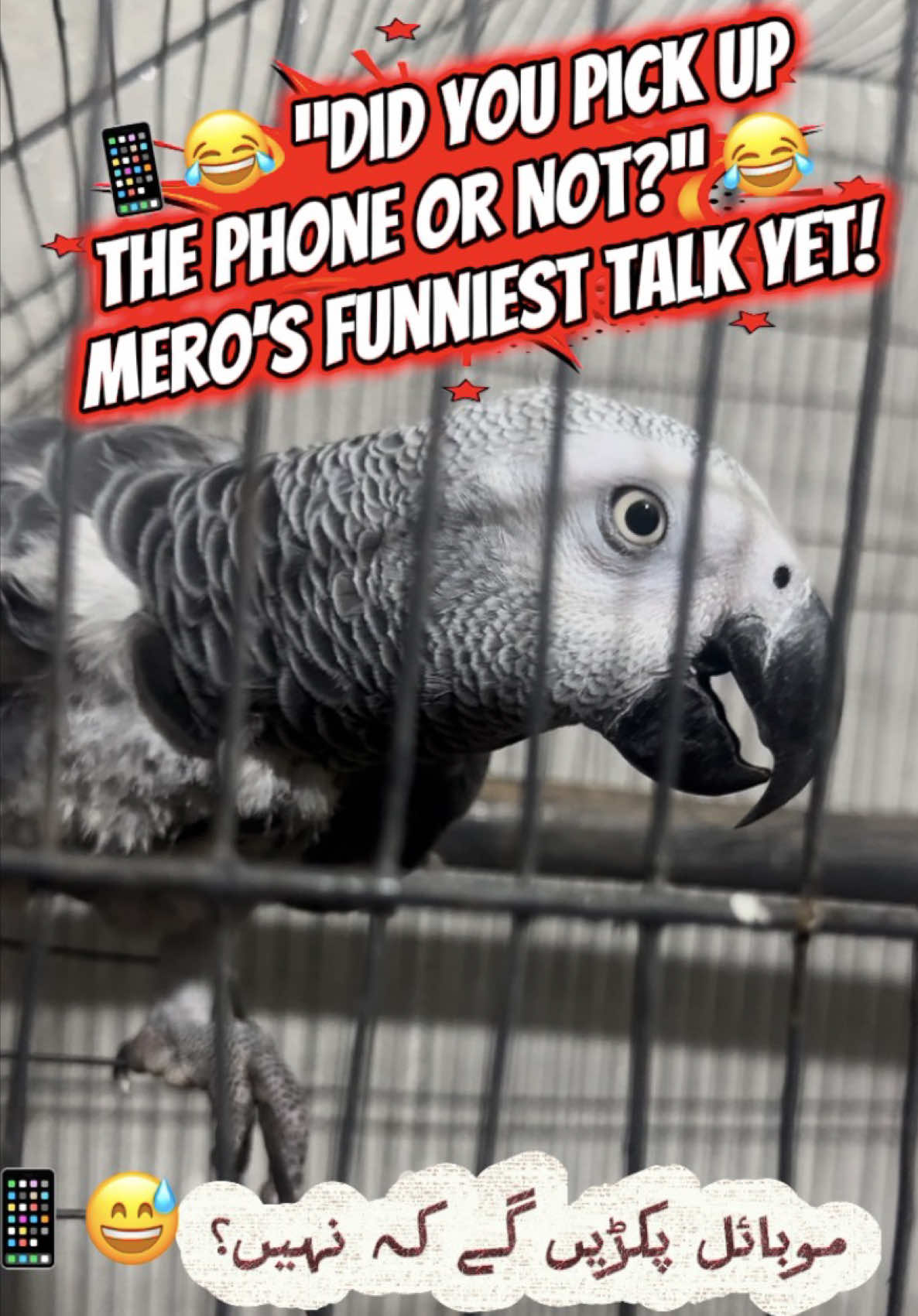 🦜😂 Mero is back with another hilarious conversation! From asking about the phone 📱 to talking about Phuppo, Phuppa Ji, and Ali Sahib, this smart gray parrot will make you laugh till the end! 🤣❤️ 👍 Like | 💬 Comment | 🔔 Subscribe | 📤 Share 👉 Follow for more funny MeroTheTalkingGrayParrot videos! 🦜✨ #Mero #MeroTheTalkingGrayParrot #FunnyParrot #AfricanGreyParrot #ParrotTalking 🦜🔥😂
