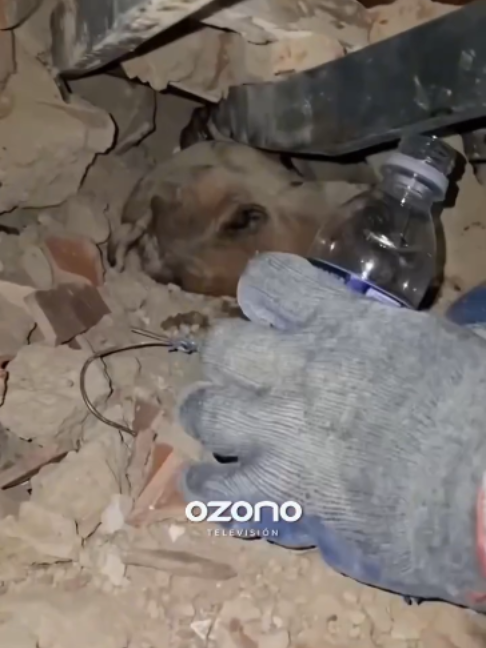 Perrito quedó atrapado entre los escombros tras terremoto en Venezuela  #viralreeĺ #tiktoks #ozonotv #paratii #venezuela
