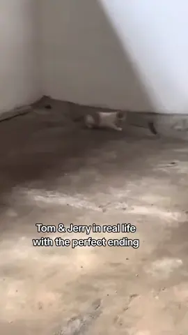 Tom& Jerry 😹😹##foryoupage #new #funyvideo #memes😂 #shampo #funny #viral #foryoupageofficiall #foryoupage 
