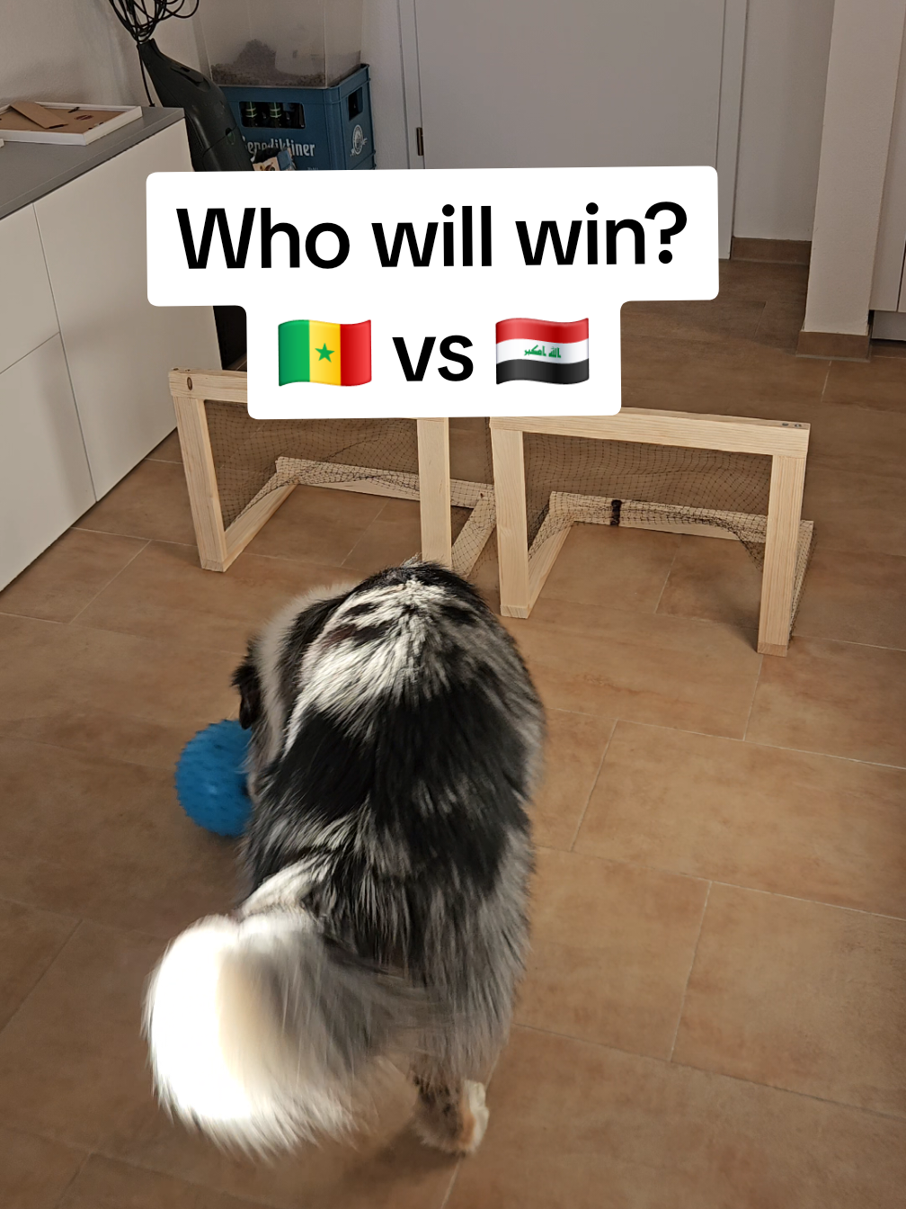 Match prediction Senegal vs Iraq | Oracle Dog Aiden #worldcup2026 #senegal #iraq #football #oracle 
