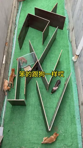 Puppy Maze Challenge#dog #pig #puppy 