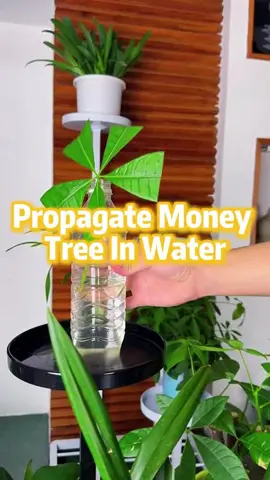 Propagate Money Tree In Water！#easyplants #homegarden #diygarden #planttips #plants 