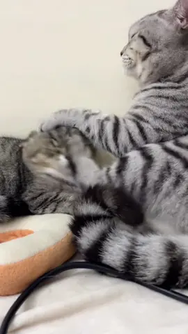 #cats #fyp #catsoftiktok #cute #funny 