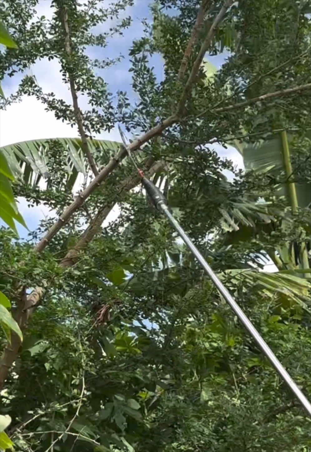3M/5M/6M High branch saw,High tree branches cutter,Cut high branches without climbing,Tree branches stainless pruning shears,Combination of pole cutter and fruit picker #highbranchsaw #treebranchcutter #polecutter #fruitpicker #adjustablesaw 