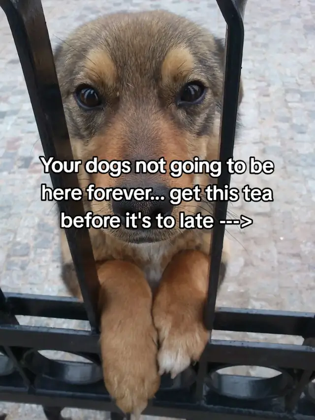 #cutom #dog #shirt #wholesome 