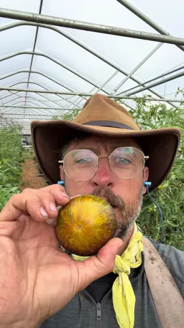 mo mo mo! hello rebel yello. a killer tomato original #tomato #farm #openpollinated 