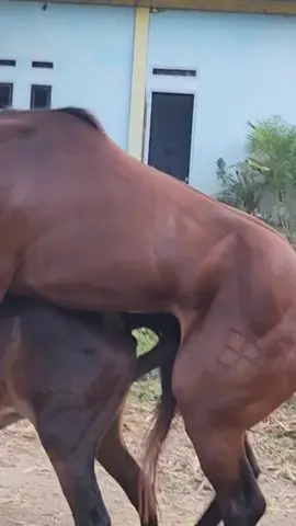 #growth #breading #horse #viralhorsse #horsetok 
