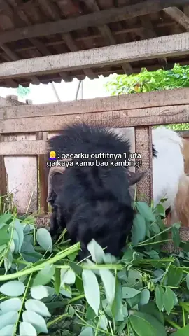 assalamualaikum boss #masukberandafyp #peternakmuda #4upage #sobatngaret #fyppppppppppppppppppppppp 