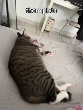con trai yêu của mẹ ơi?! #cat #meo #lovemycar #trending #catsoftiktok 