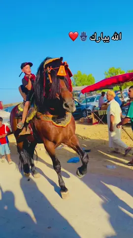 #شعب_الصيني_ماله_حل😂😂 #خيل_وخياله🐎 #وعادي_بلادي 