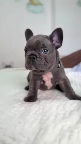 #FrenchBulldog #Frenchie #FrenchiePuppies #FrenchBulldogPuppies #PuppiesForAdoption       