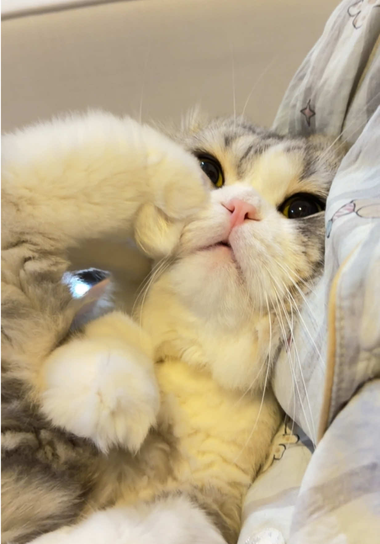 หนูถีบหน้าตัวเองทำไมคับ😂   #สกอตติสโฟลด์ #scottishfold #catlover #แมว #แมวน่ารัก 