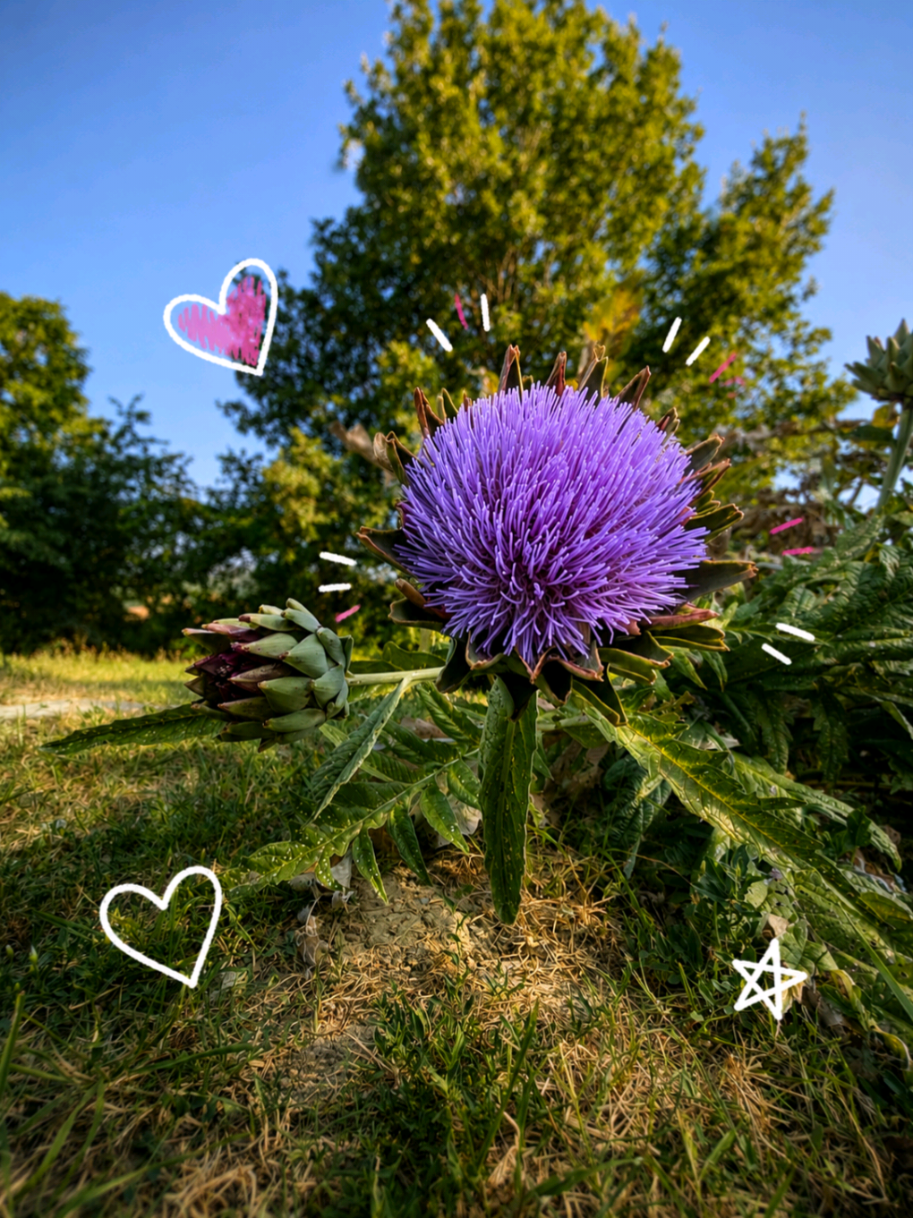 Observer la nature le temps d'un court instant #nature #flower #fleur #artichaut #naturelover 