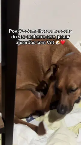Muitas vezes resolver dentro, resolve fora tambem! #pet #saudepet #cachorro 