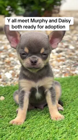 #creatorsearchinsights  We still got beautiful chihuahuas available for adoption both male and female available  #chicago  #chihuahuastiktok  #goviral  #ca 