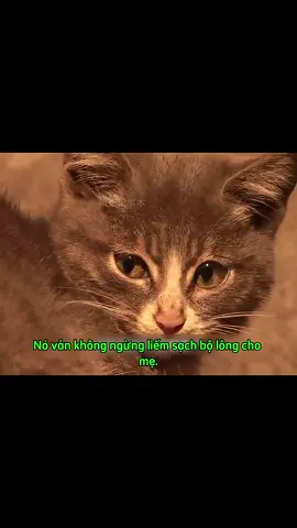 Chú mèo con không muốn rời mẹ #trendingtiktok #trending #tiktokviral #viraltiktok #xuhuong2026 