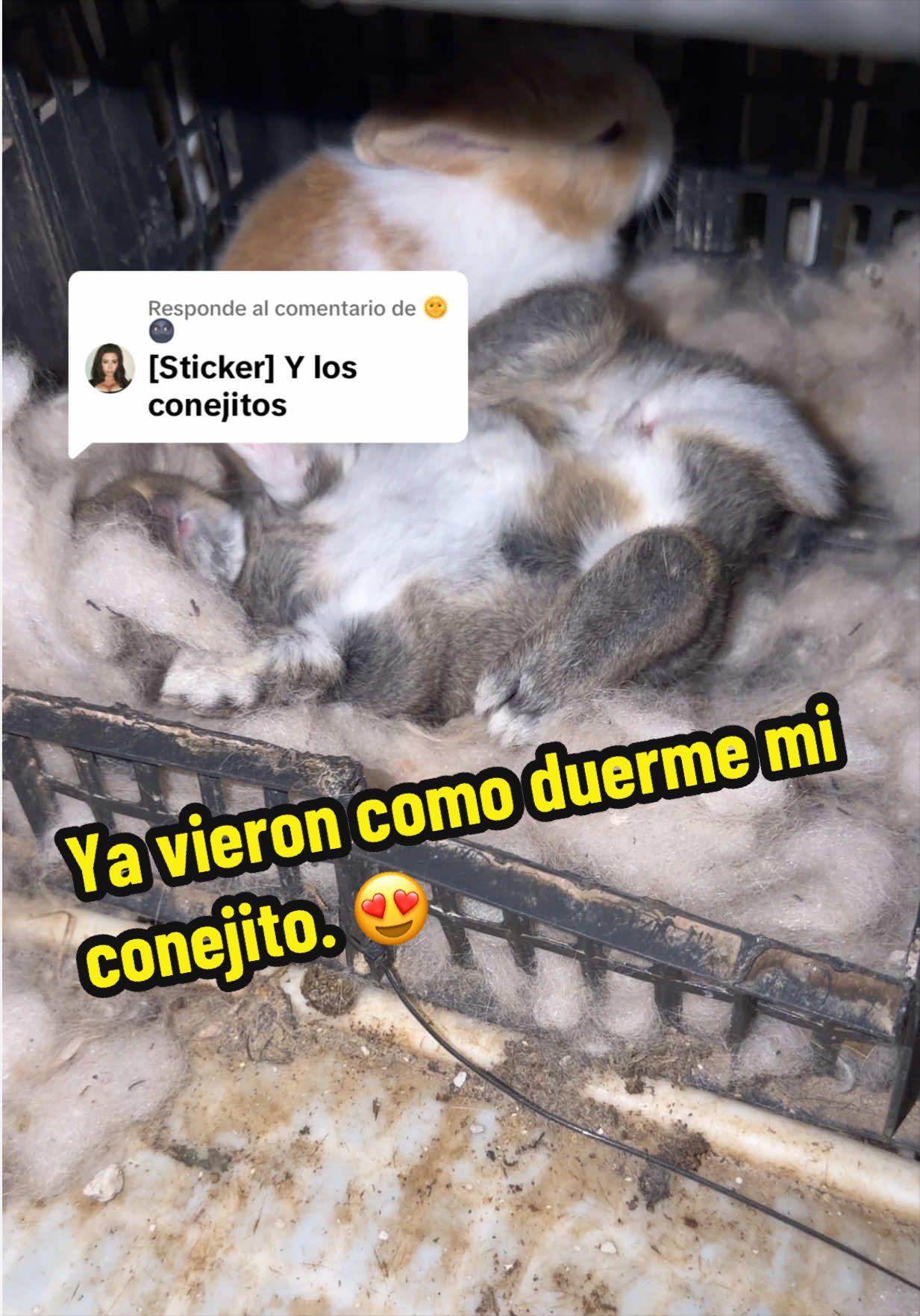 Respuesta a @🌞🌚  Ya vieron como está dormidito?  #respuesta #conejos #crecen #parati #flyp 
