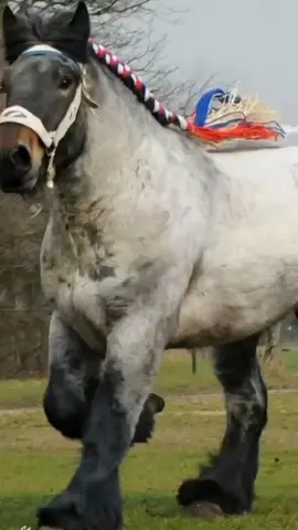Un gigantesco caballo Percherón demuestra su fuerza extraordinaria y sorprende a todos. #Percheron #CaballosGigantes #CaballosDeTiro #MundoAnimal #AnimalesIncreibles