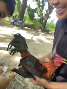 đi 2 về 3 nha ae. #70tayninh #conga #đaga #xuhuongtiktok #fyppppppppppppppppppppppp 