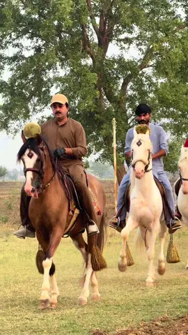 Fakhar e chiragh🐴#malook🐴#bakhat🐴##horselover #gallian #Chiragh 