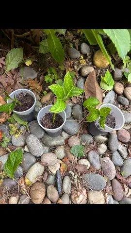 🌿 Wait… you mean I can turn ONE hydrangea into MORE hydrangeas… for FREE? ✨ Have you ever propagated hydrangeas? Did it work for you? Share your best tips in the comments! #gardening #hydrangea #plantpropagation #gardenhack #cottagegardening 