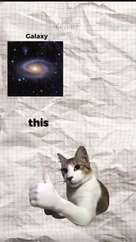 What’s the difference? Explained by Cats🐱 #english #difference #learn