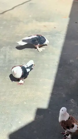 👑🇦🇫🇵🇰👑🇵🇰🇦🇫👑🇦🇫🇵🇰👑 #repostvideo #fyppppppppppppppppppppppp #foryoupage❤️❤️❤️foryou💞💞💜viral💕 #onemillionaudition #fypシ゚viral🖤tiktok☆♡🦋myvideo 