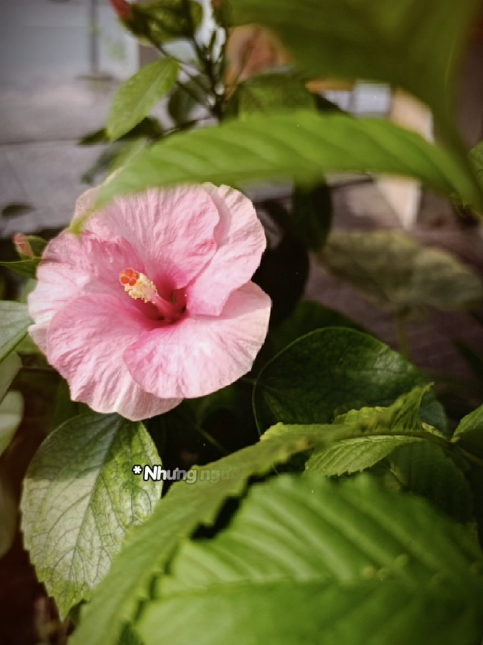 Bận là lý do để trả lời muộn, không phải lý do để biến mất. Người thật lòng luôn tìm cách xuất hiện. #caunoihay #daovadoi #trending #trendingsong #ongchuthichcay 