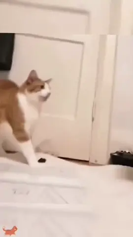 #funnyanimals #pet #fyp 
