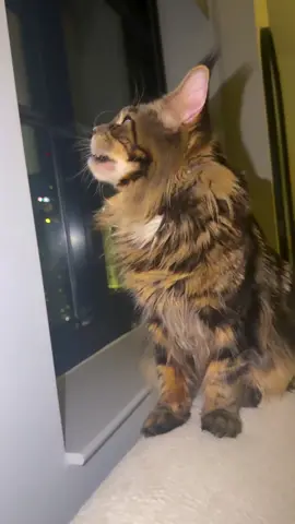 Pure mainecoon kitten available for a new home and a message if interesting #catlover #mainecooncat #CatAdoption #kitten #MaineCoonKitten 