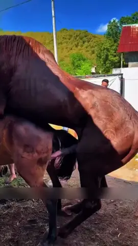 🐴 Description : Un instant rare et émouvant… ❤️ Assister aux premiers instants de vie d'un poulain est un véritable privilège. Observe sa détermination, le calme de sa mère et la magie de la nature à l'œuvre. Quel est le moment qui t'a le plus marqué ? 👇 Hashtags : #Cheval #Poulain #Naissance #Animaux #Nature #VieSauvage #AnimalLovers #Horse #Foal #TikTokAnimaux #DocumentaireAnimalier #Émotion #Viral #PourToi #fypシ゚viral🖤tiktok 