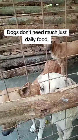 we need more of your support towards feeding and treating. #help #give #rescue #protect #kindness 