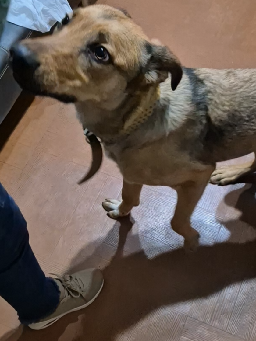 😂😂😂 las ocurrencias #dogsoftiktok #malinois #dog 