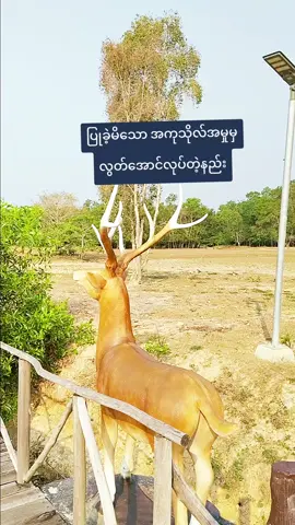 #ပြုခဲ့မိသောအပြစ်များမှလွတ်အောင်လုပ်တဲ့နည်း #ဒေါက်တာနန္ဒမာလာဘိဝံသ #တရားနာကြွကြပါဗျို့🙏🙏🙏 #dama #thailand🇹🇭 