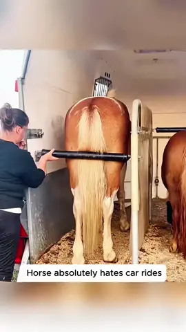 Pure silly horse vibes all day #tiktokgrowthchallenge #fouryou #funny #horse 