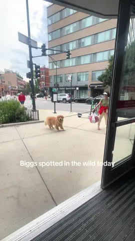 This is the funniest vid I’ve ever seen😂😂 #biggs #goldenretriever #lincolnpark #chicago #target 