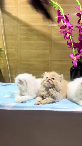 Triple coated | 45 days | selffeed #kitten #fyp #viral #catsoftiktok #pets 