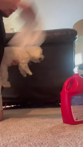 The last one…😂 Funny dogs videos #dog #funnyanimals #funnypets #fyp