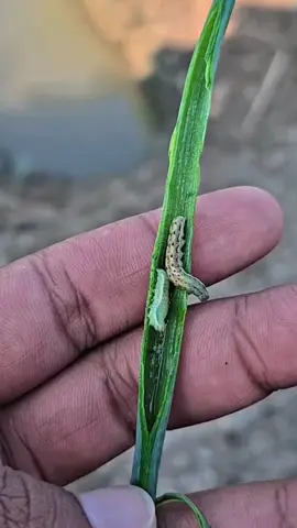 Solusi jitu dan ampuh mengatasi ulat pada semua jenis sayuran dengan insektisida dari agrodelta #insektisida #ulatgrayak #tungau #obathama #petaniindonesia🇮🇩🇮🇩🇮🇩🌿🌿 