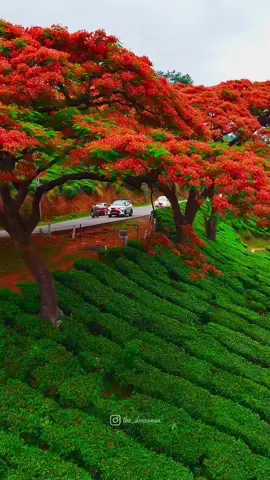 #இன்னிசைமழை #இன்னிசைப்பாடல்கள்🎶 #🌺🌺🌹🌹🌸🌸🌻🌻💐💐💮💮🌺🌺 #❤❤❤❤❤❤❤❤❤❤❤❤❤ 