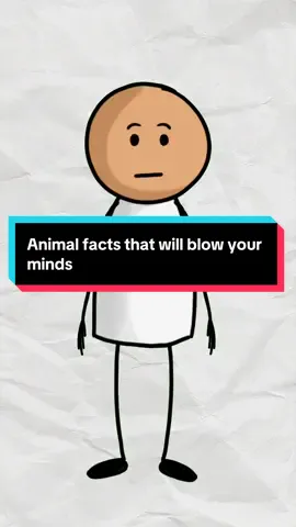 Animal facts that will blow your minds #AnimalFacts #DidYouKnow #facts #animation #uktiktok 