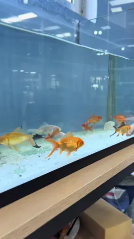 Get ur fish right know at 👉 @Mellow Aquatics call them asap #viral #fyp #aquirum #promotion 